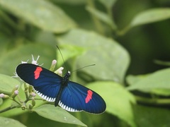 Heliconius erato cyrbia