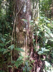 Mespilodaphne quixos