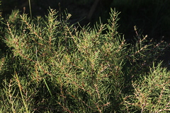Hakea rugosa