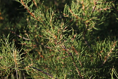 Hakea rugosa