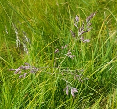 Poa subfastigiata