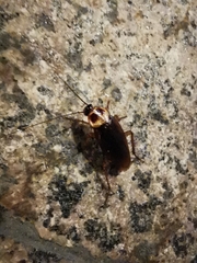 Periplaneta americana