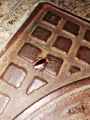 Periplaneta americana
