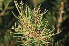 Hakea rugosa
