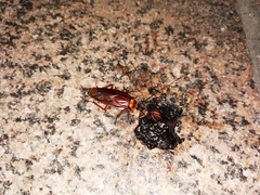 Periplaneta americana