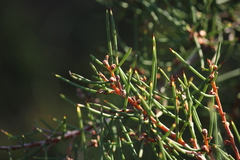 Hakea rugosa