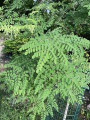 Moringa oleifera