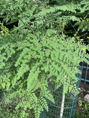Moringa oleifera