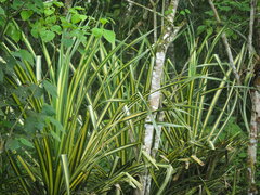 Carex morrowii