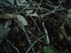 Craterellus caeruleofuscus