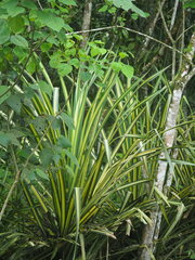 Carex morrowii