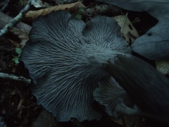 Craterellus caeruleofuscus