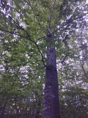 Craterellus caeruleofuscus