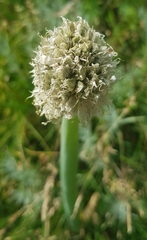 Allium altaicum