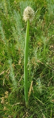 Allium altaicum