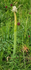 Allium altaicum