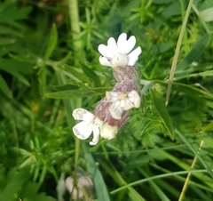 Silene repens