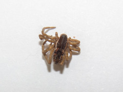 Diapontia