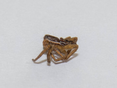 Diapontia