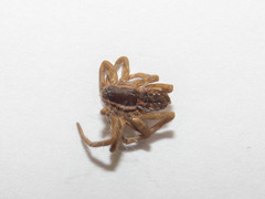 Diapontia