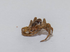 Diapontia