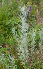 Artemisia dracunculus glauca