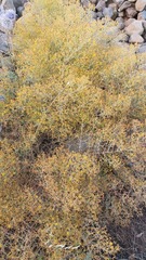 Hypericum triquetrifolium