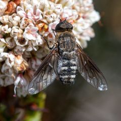 Chrysanthrax vanus