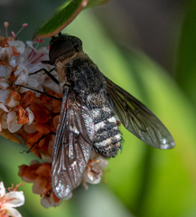 Chrysanthrax vanus
