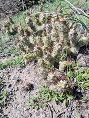 Cumulopuntia leucophaea