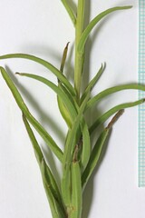 Castilleja flava flava