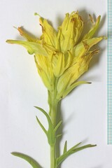 Castilleja flava flava