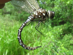 Aeshna interrupta interrupta