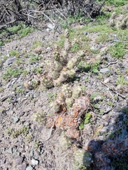 Cumulopuntia leucophaea