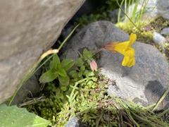 Erythranthe caespitosa