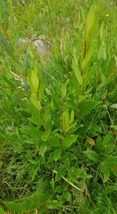 Salix divaricata