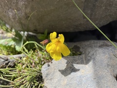 Erythranthe caespitosa