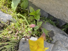 Erythranthe caespitosa