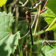 Aeshna tuberculifera