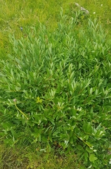 Salix divaricata
