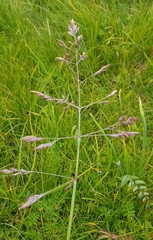 Poa subfastigiata