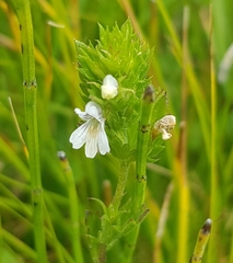 Euphrasia pectinata
