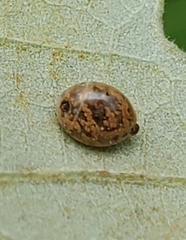 Allokermes galliformis