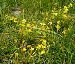 Pedicularis longiflora