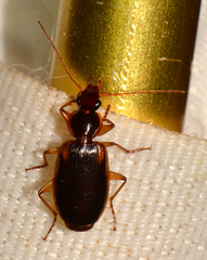 Cymindis limbata