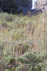 Hesperostipa comata comata