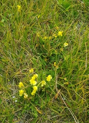 Pedicularis longiflora