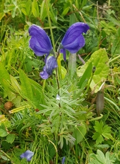 Aconitum turczaninowii