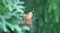 Araneus diadematus