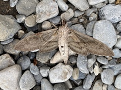 Sphinx leucophaeata